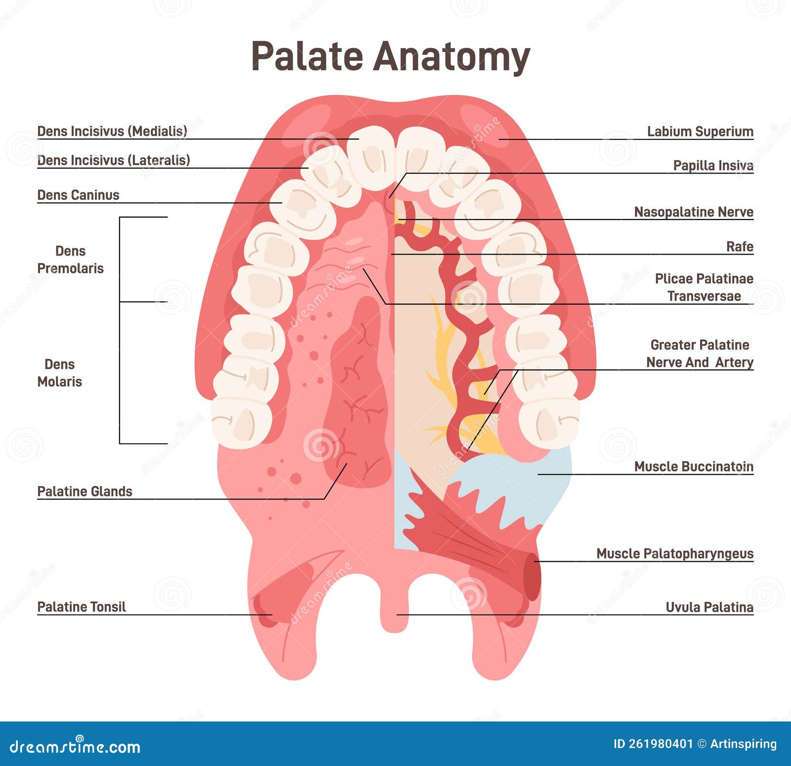 Palate Anatomy Human Oral Cavity Inferior Surface Of Upper Jaw can-t-miss-takeaways-of-tips-about-how-to-sell-dentistry-matehope54