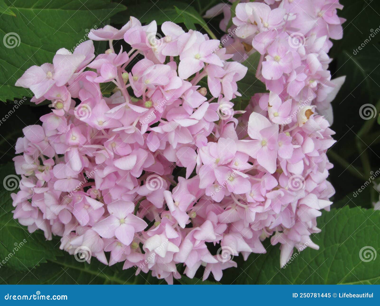 Luminous hydrangea stock image. Image of produce, plant 250781445