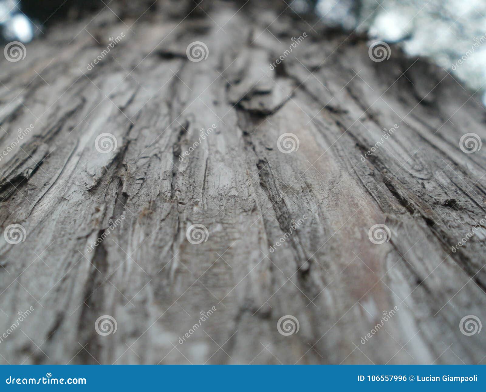 pale wood macro tree center line