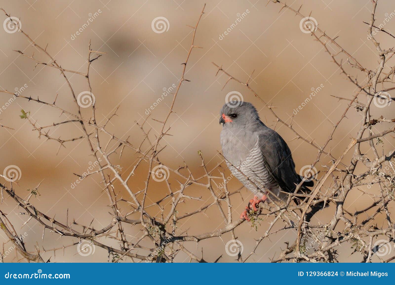 pale chanting goshawk sit in a tree, etoaha nationalpark, namibia