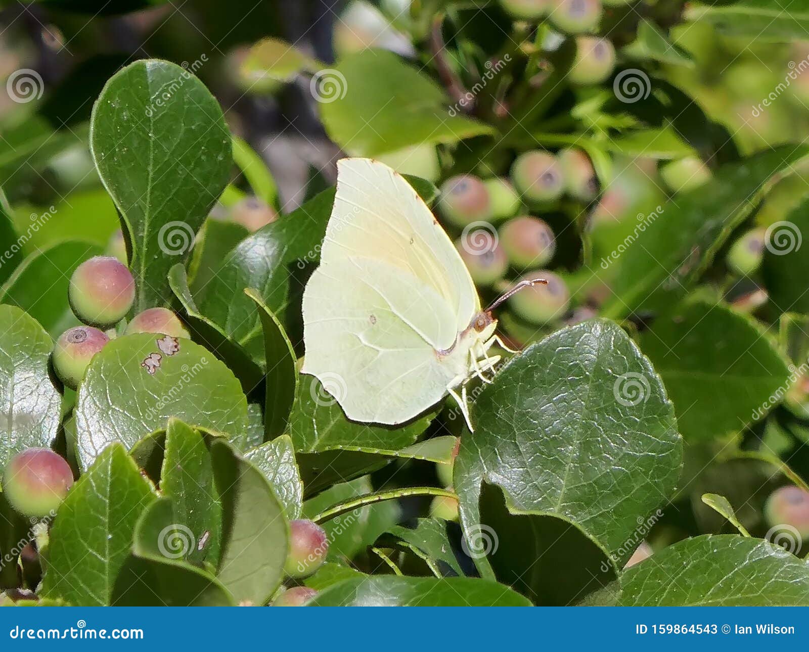 Pale green Butterfly Image of -