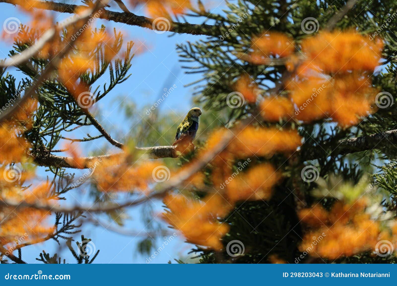 australia wildlife series - yellow parakeet on a branch - pale-headed rosella - platycercus adscitus