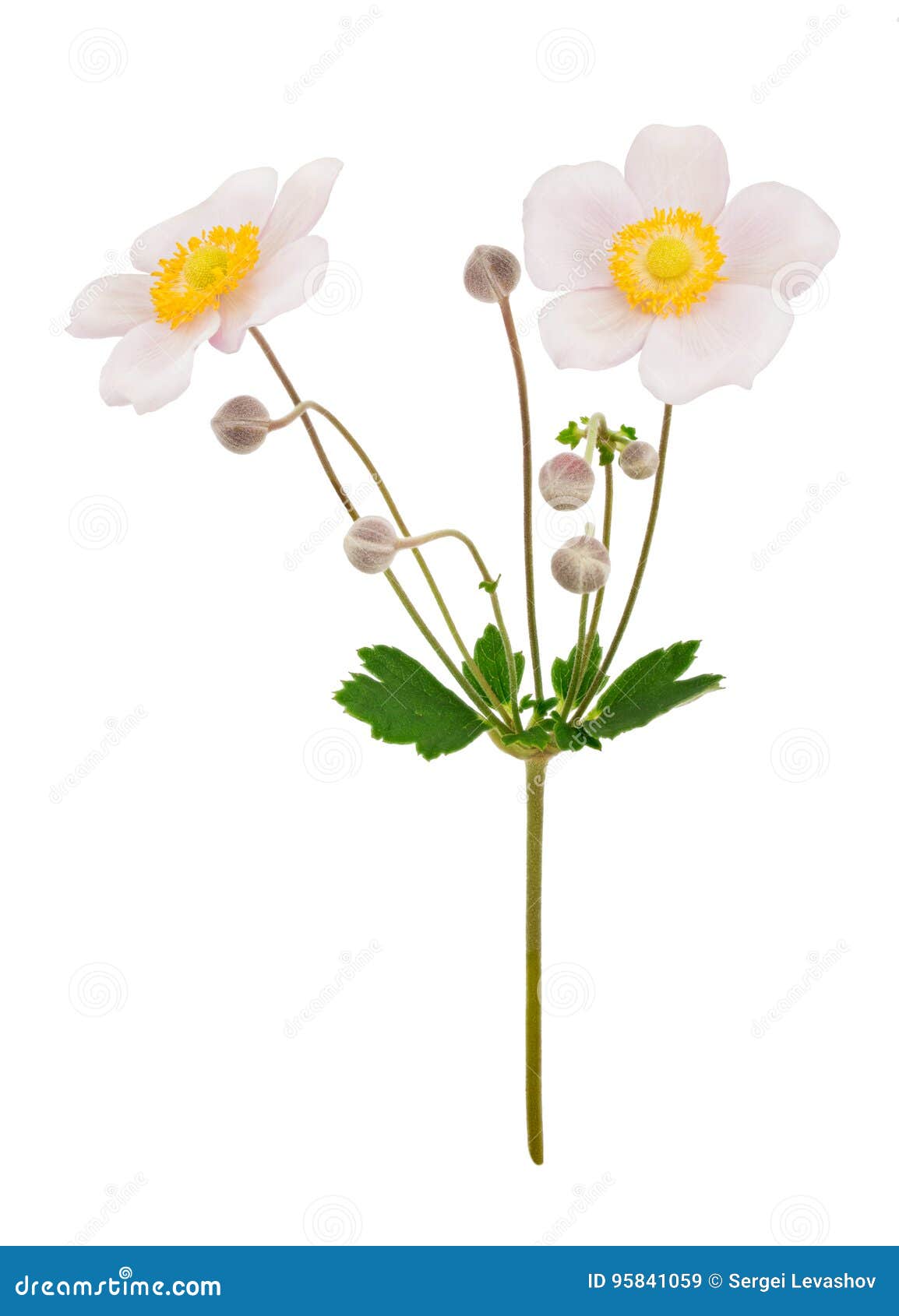 Pale Pink Anemone Flowers Isolated Stock Image - Image of bouquet ...