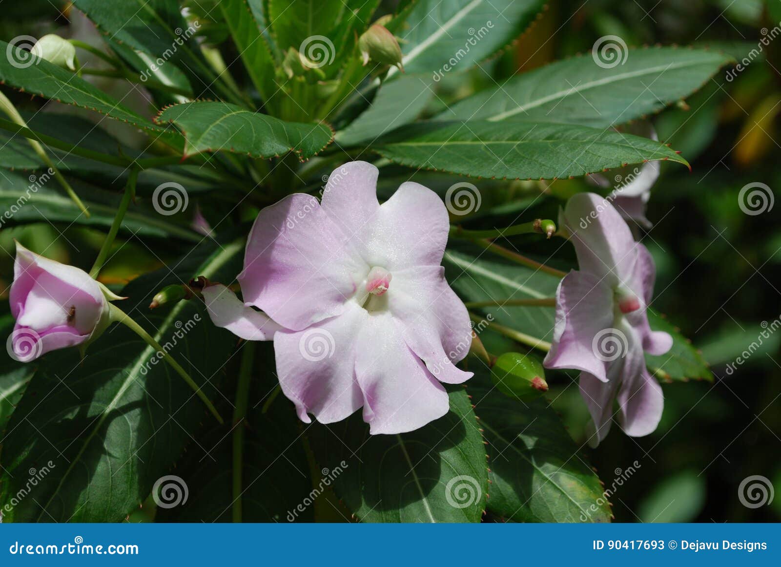 Pale Pink Impatient Flowers in Bloom Stock Image Image of pretty