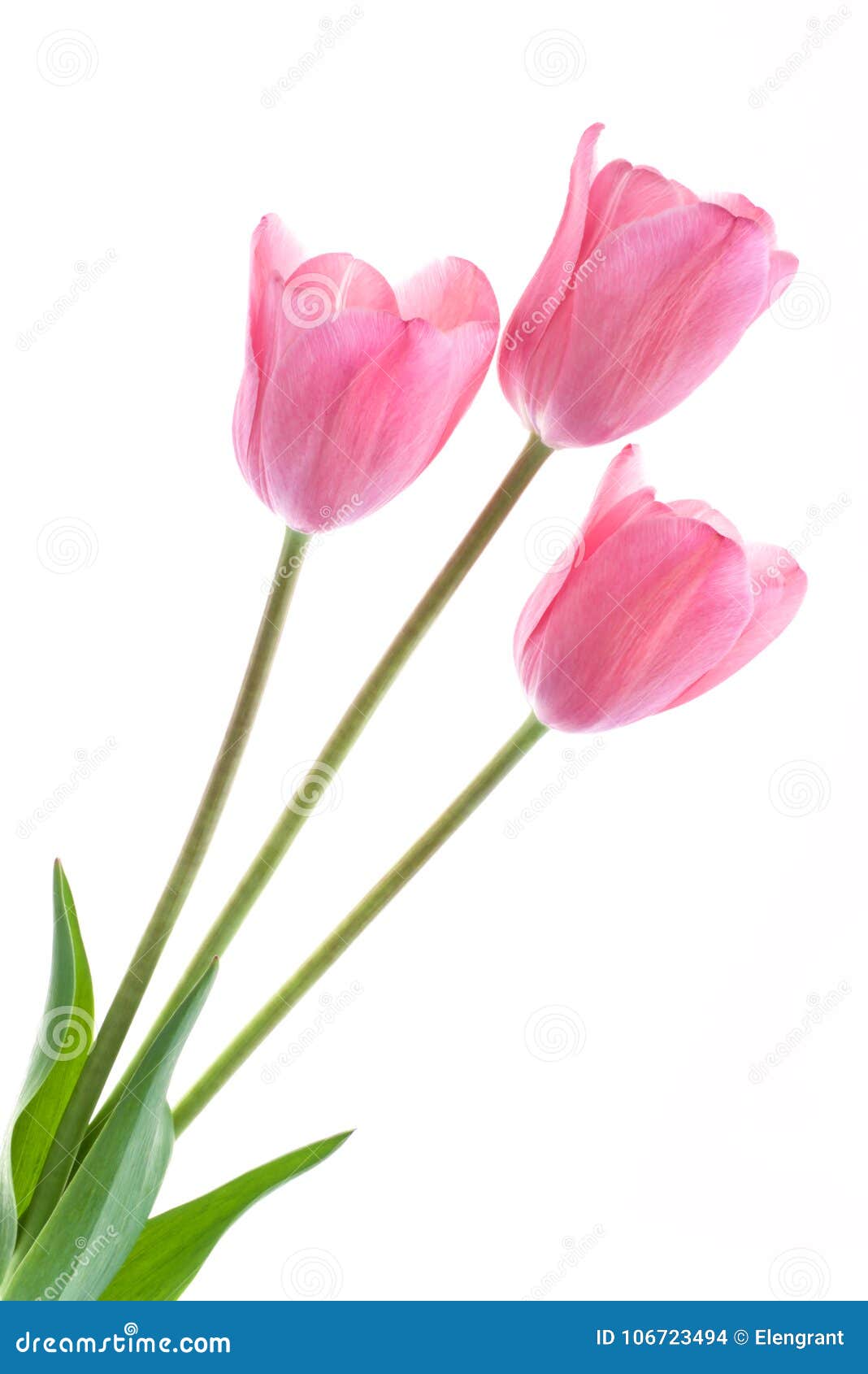 Pale Pink Tulips Isolated on White Background Stock Photo - Image of ...