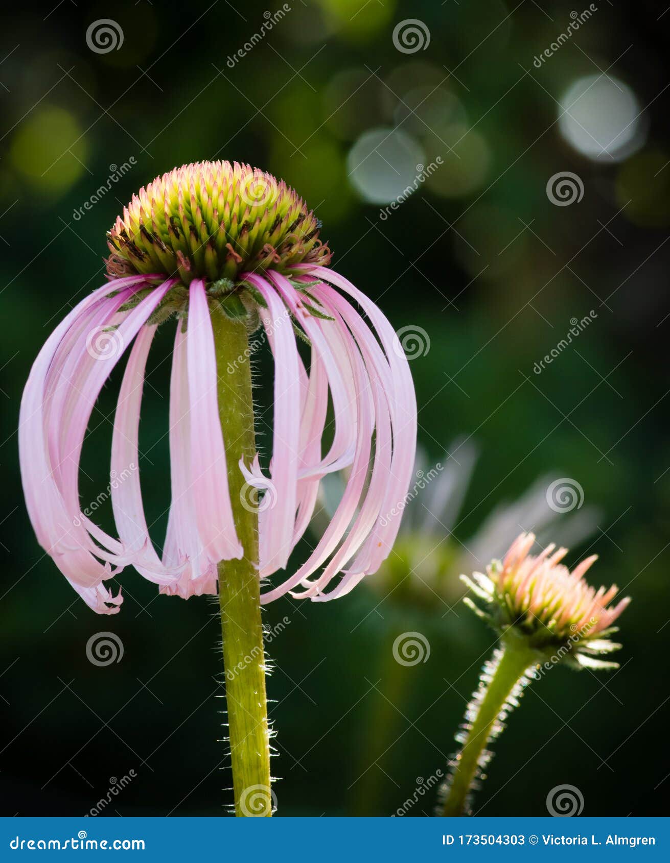 pale purple coneflower echinacacea pallida in sunshine