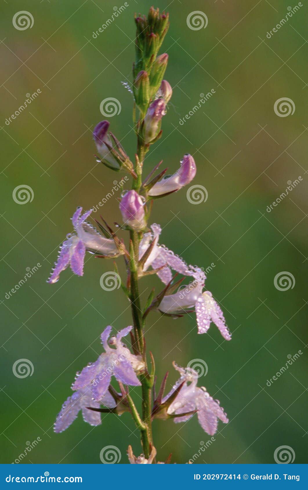 Pale Spiked Lobelia 30985 stock photo. Image of wildflowers - 202972414