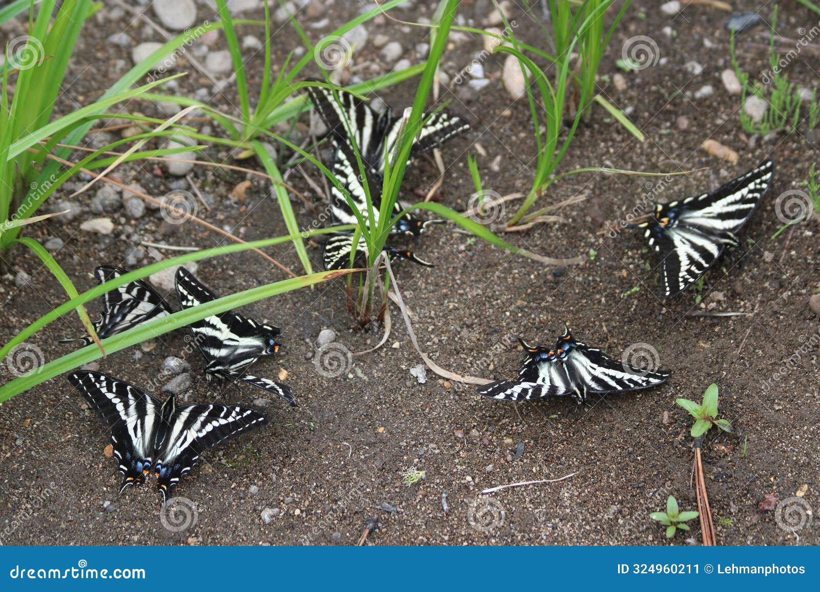 pale swallowtail butterfly gathering