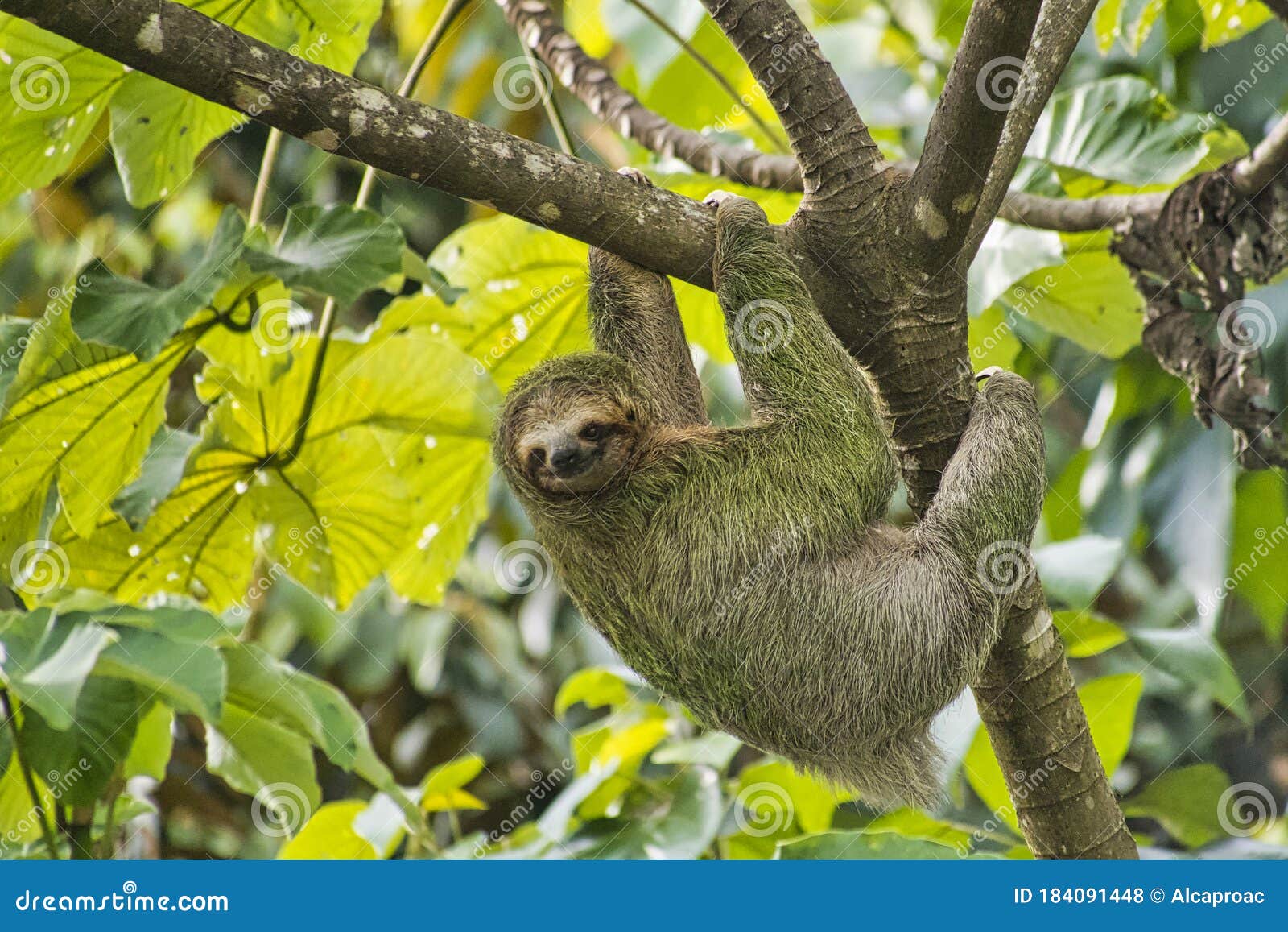 pale-throated sloth, bradypus tridactylus