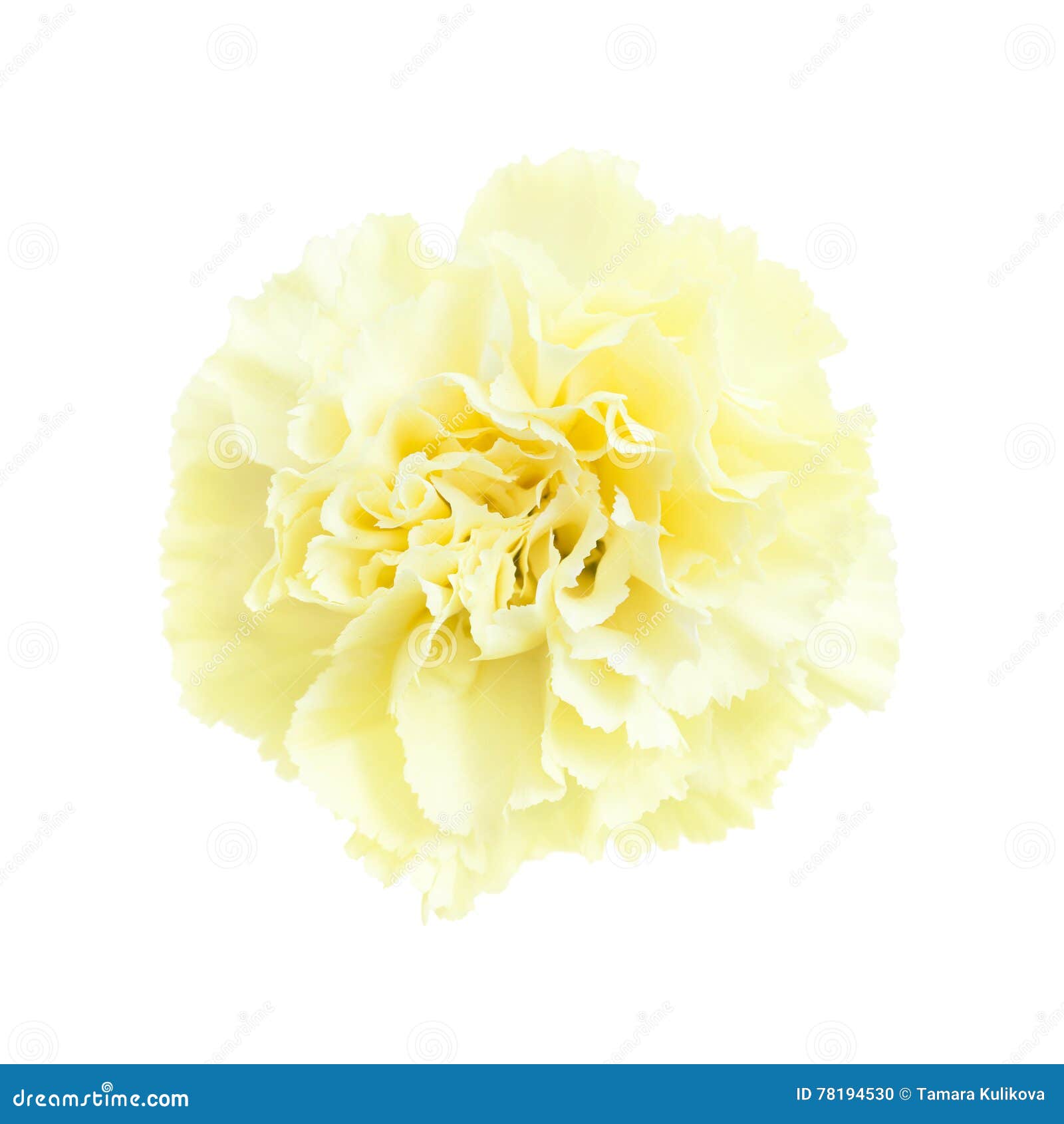 Pale Yellow Carnation Flowers Isolated Stock Photo Image of