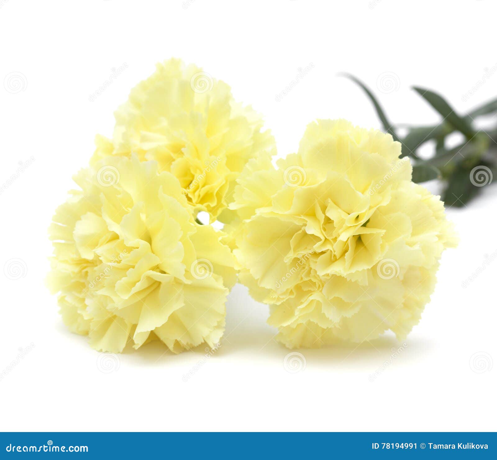 Pale Yellow Carnation Flowers Isolated Stock Image Image of cutout