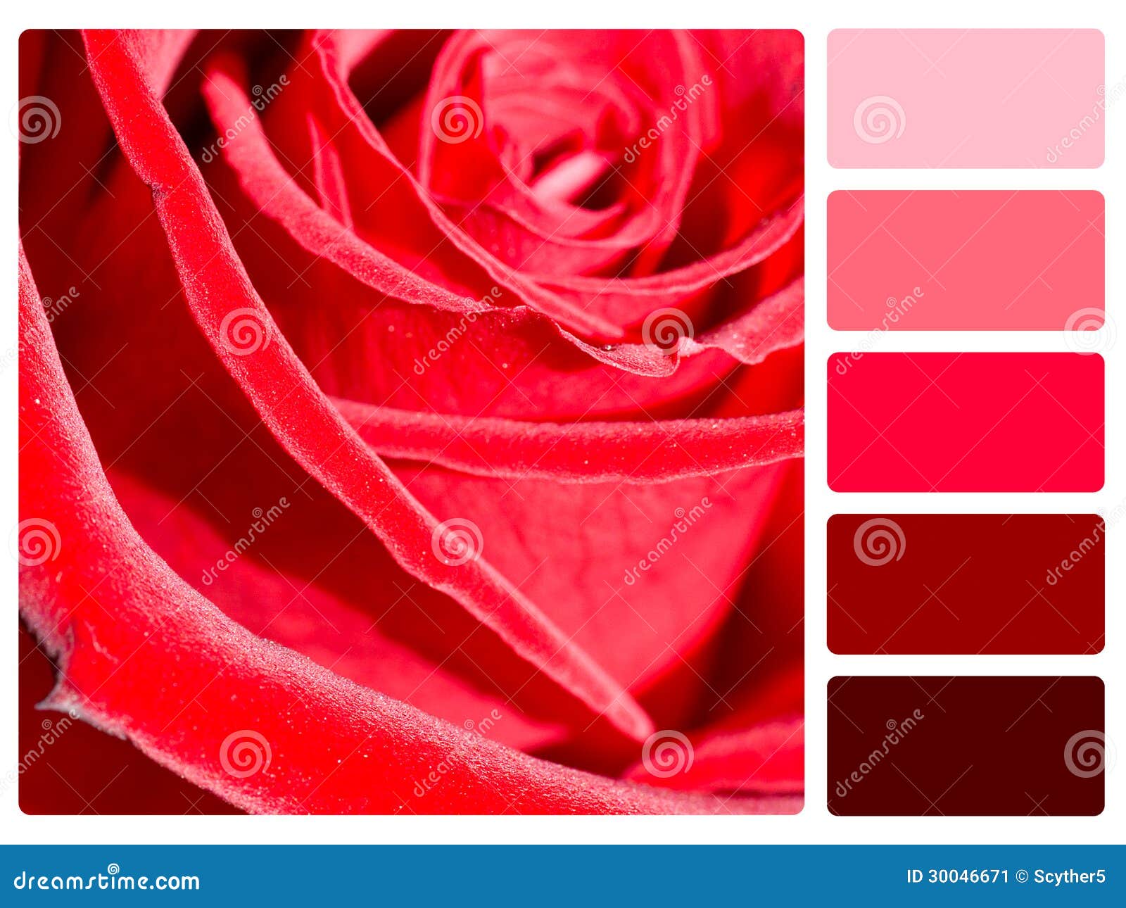 Échantillon De Palette De Couleur De Rose De Rouge Image stock - Image du  milieux, presse: 30046671