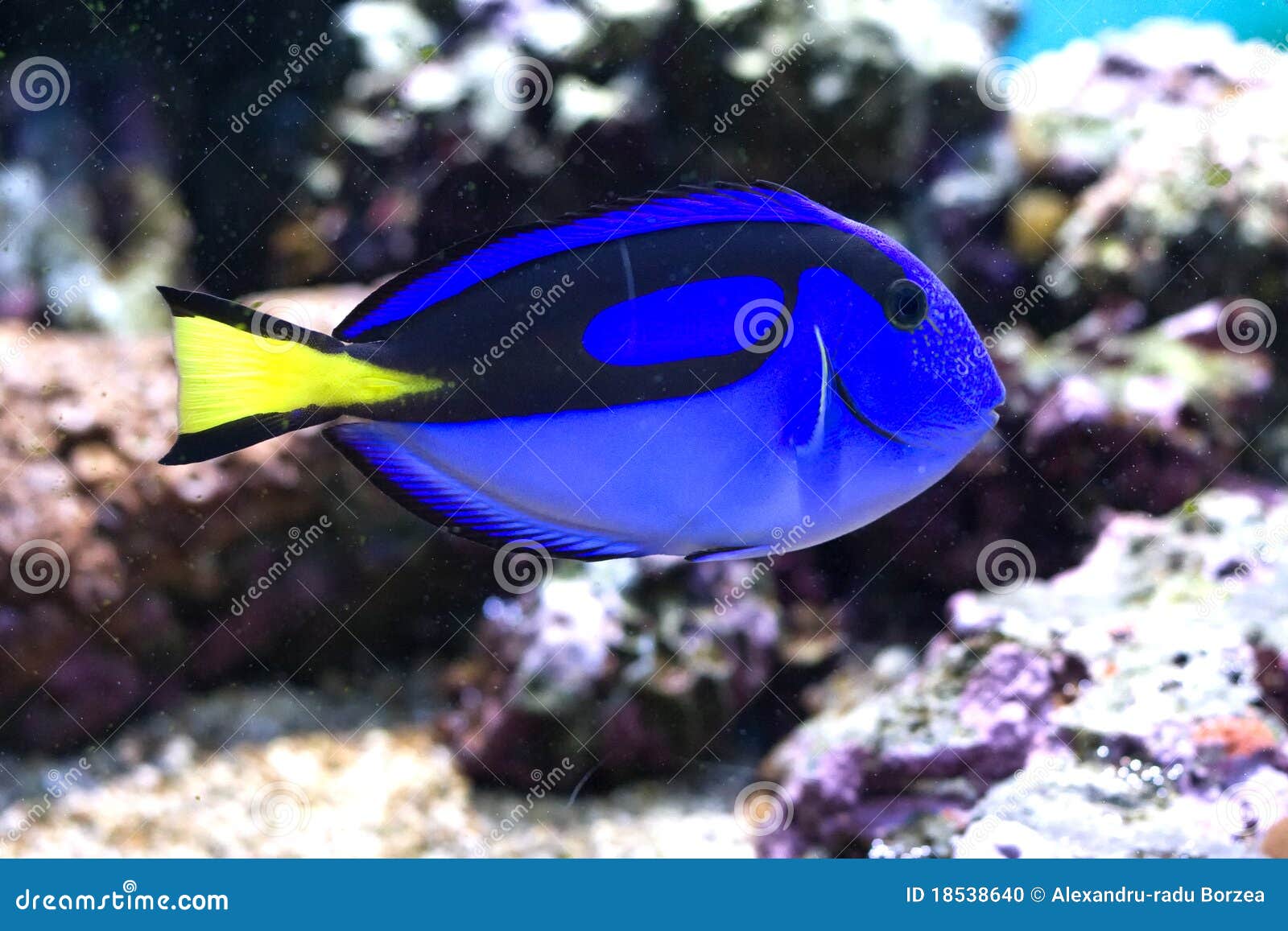 palette surgeonfish