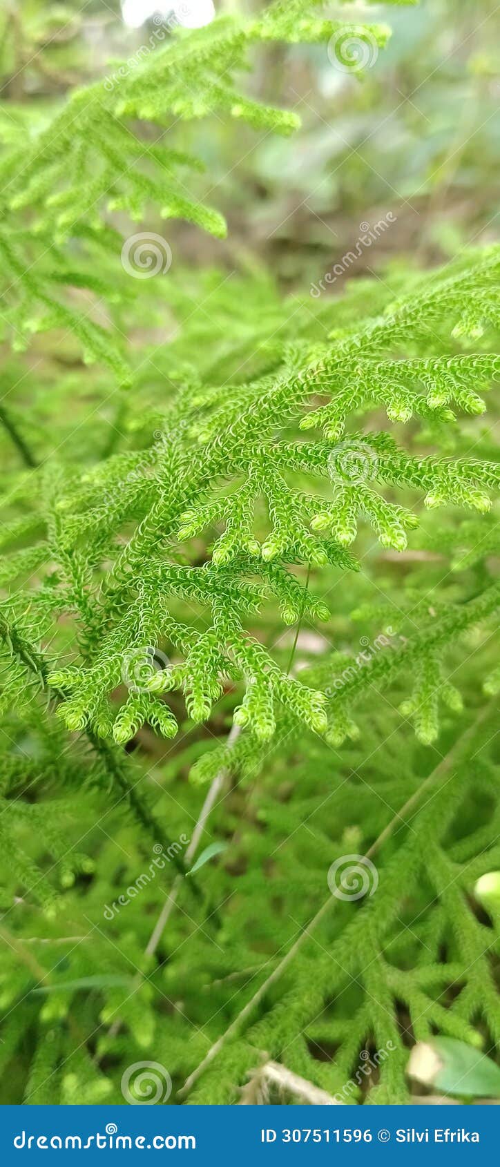 palhinheua cernua: a rare botanical wonder.