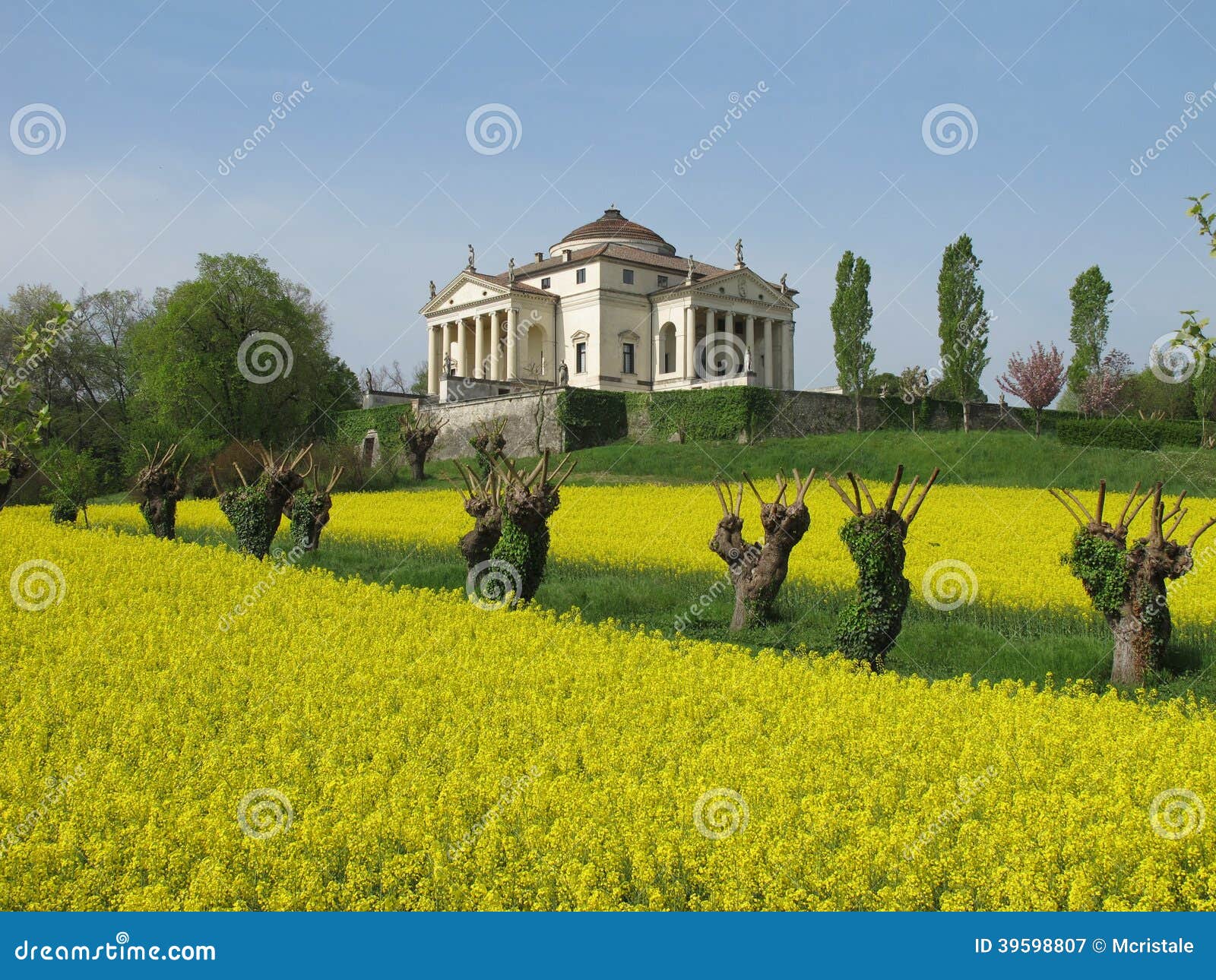 palladio's villa la rotonda in spring with a rapeseed field