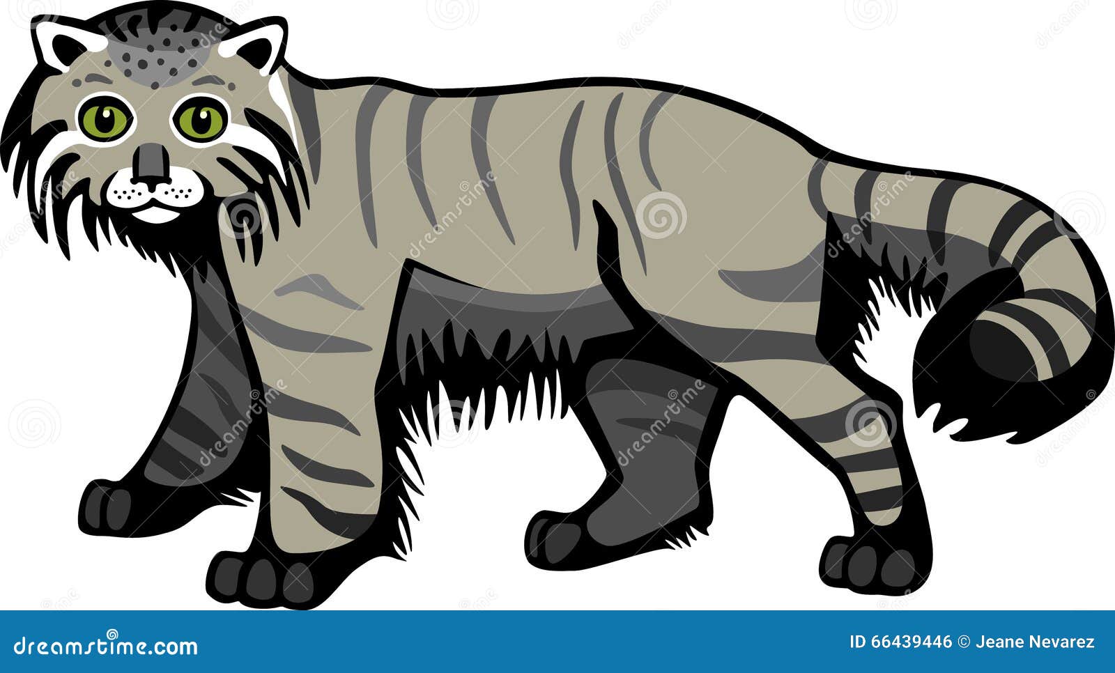 Pallas Cat Otocolobus Manul Portrait Hand Drawing Set Cartoon Vector