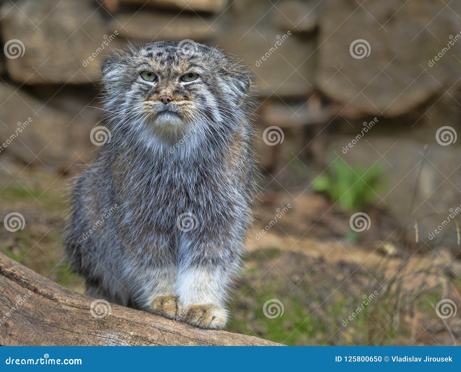 Pallas` Cat, Otocolobus Manul, Portrait Male Photo - Image of cats, 125800650