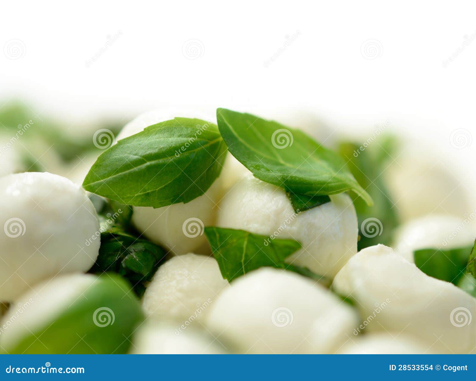 Palle della mozzarella & foglie del basilico. Macro dello studio delle palle fresche del formaggio della mozzarella con basilico. DOF basso con lo spazio della copia contro un fondo bianco.