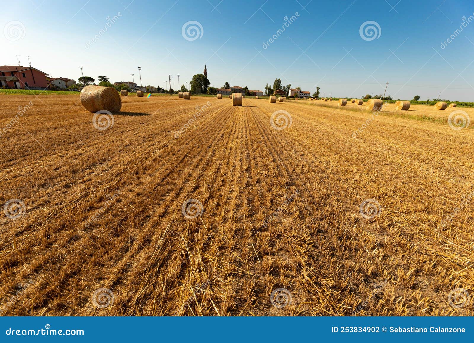 palle di paglia sul campo in estate dopo la raccolta della segale, cielo azzurro sul prato. lavoro stagionale agricolo