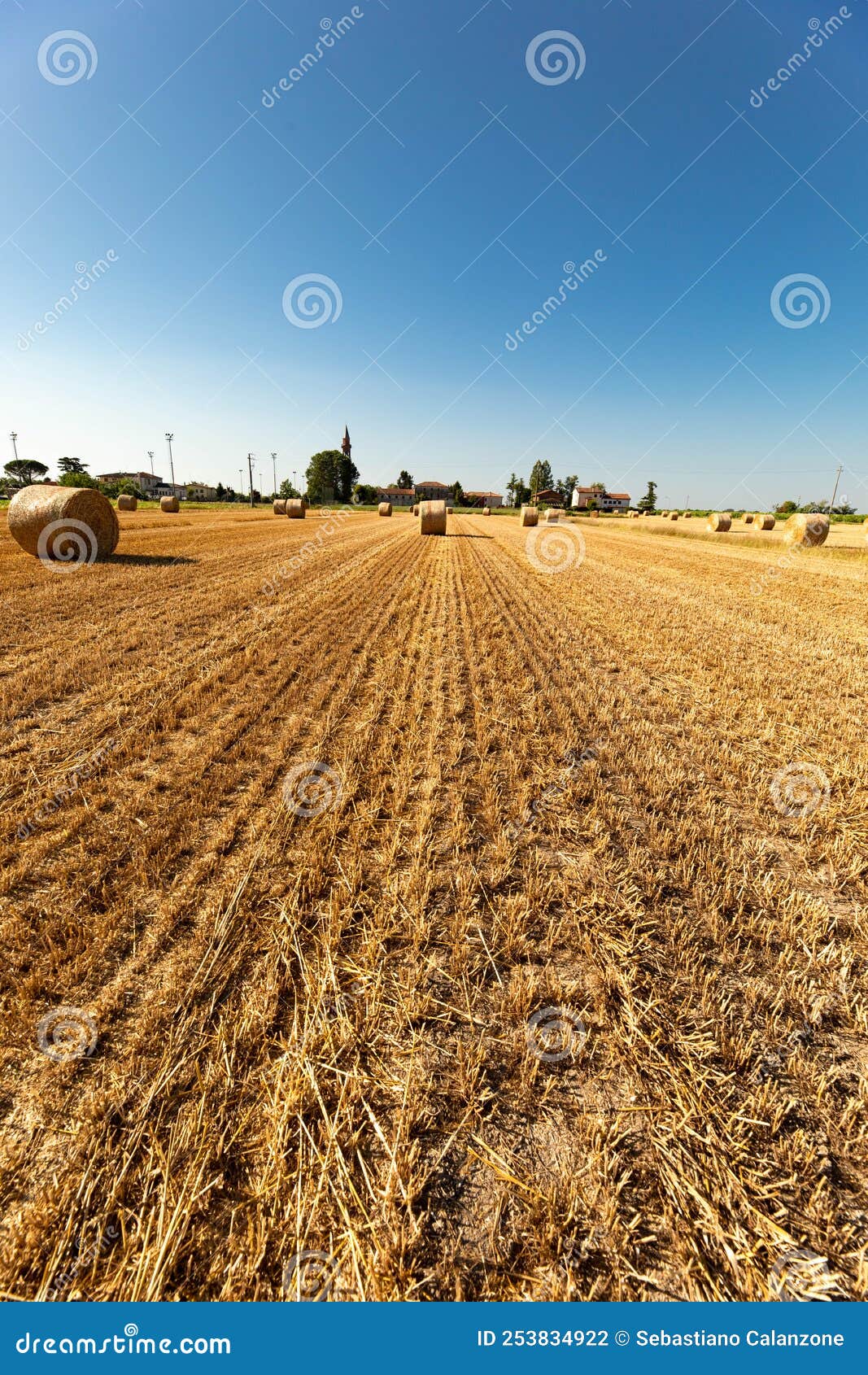 palle di paglia sul campo in estate dopo la raccolta della segale, cielo azzurro sul prato. lavoro stagionale agricolo