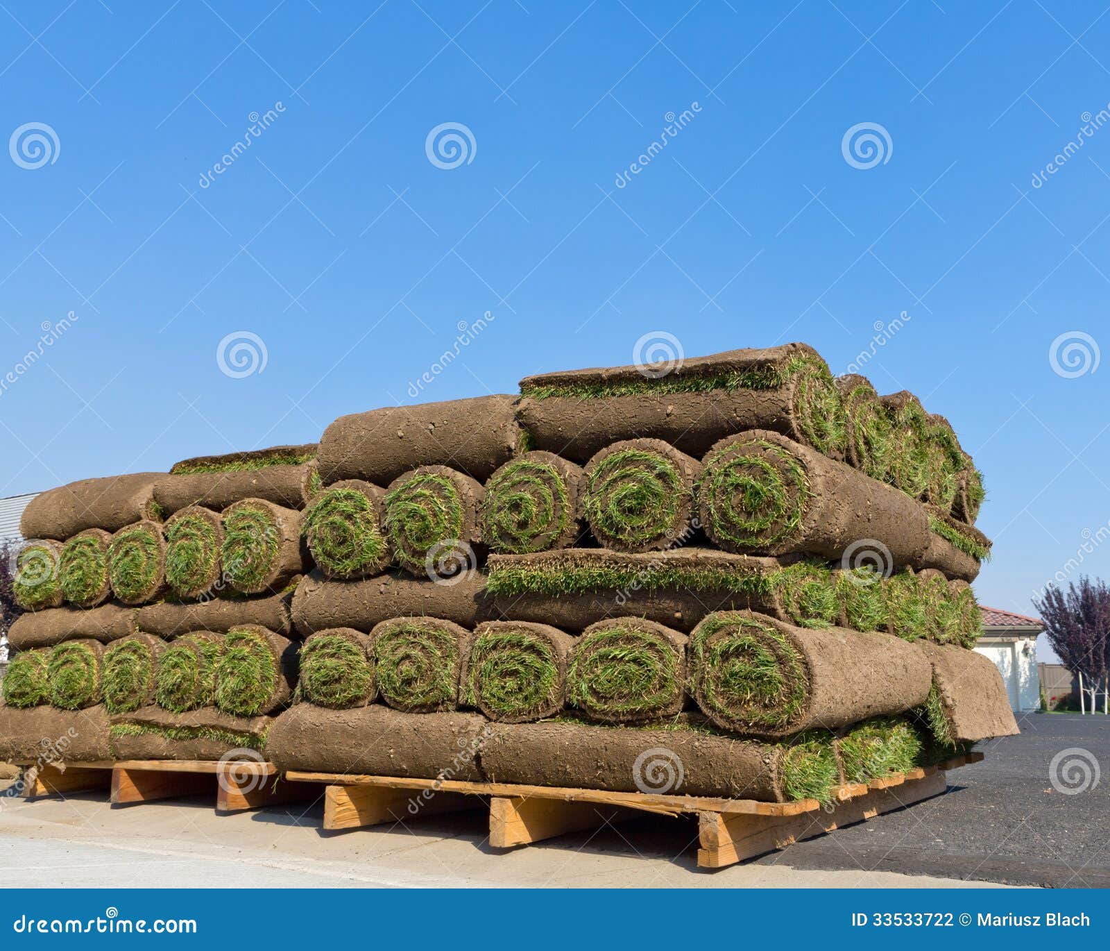 Pallets of sod stock photo. Image of unroll, fresh, unrolling 33533722