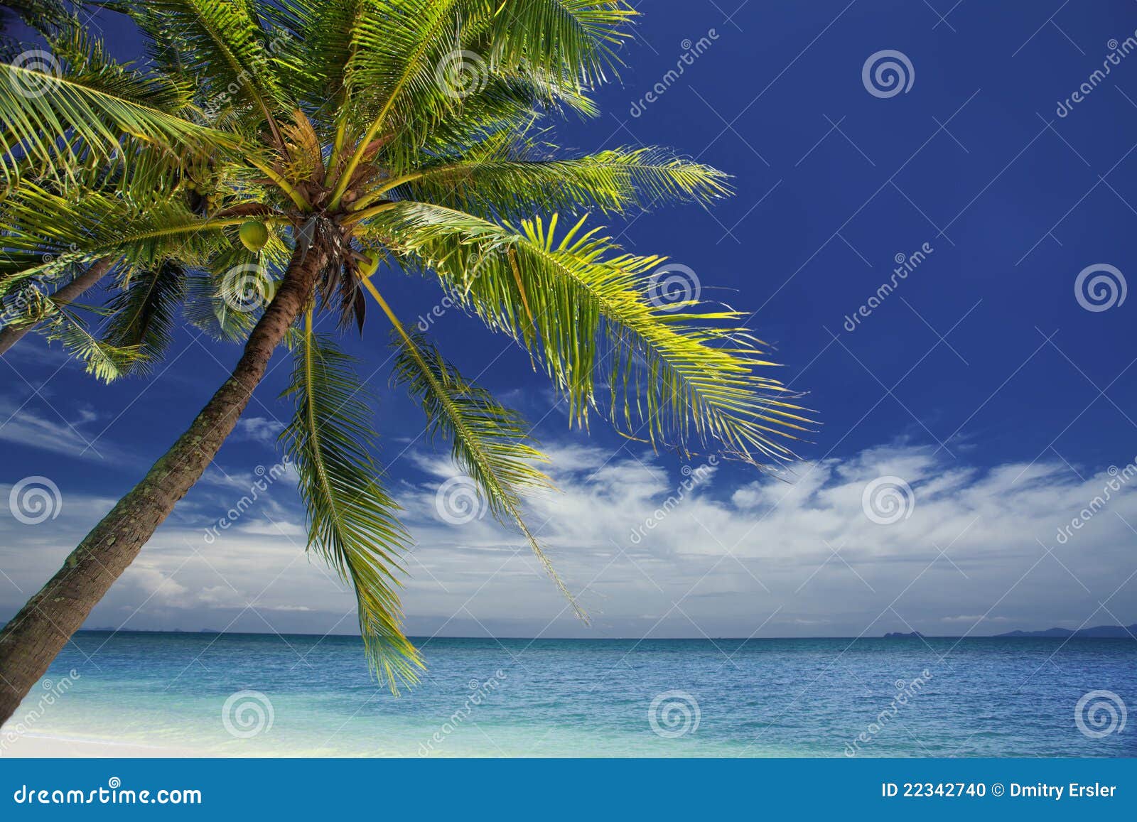 Palm stock photo. Image of leaf, empty, enjoy, relax - 22342740