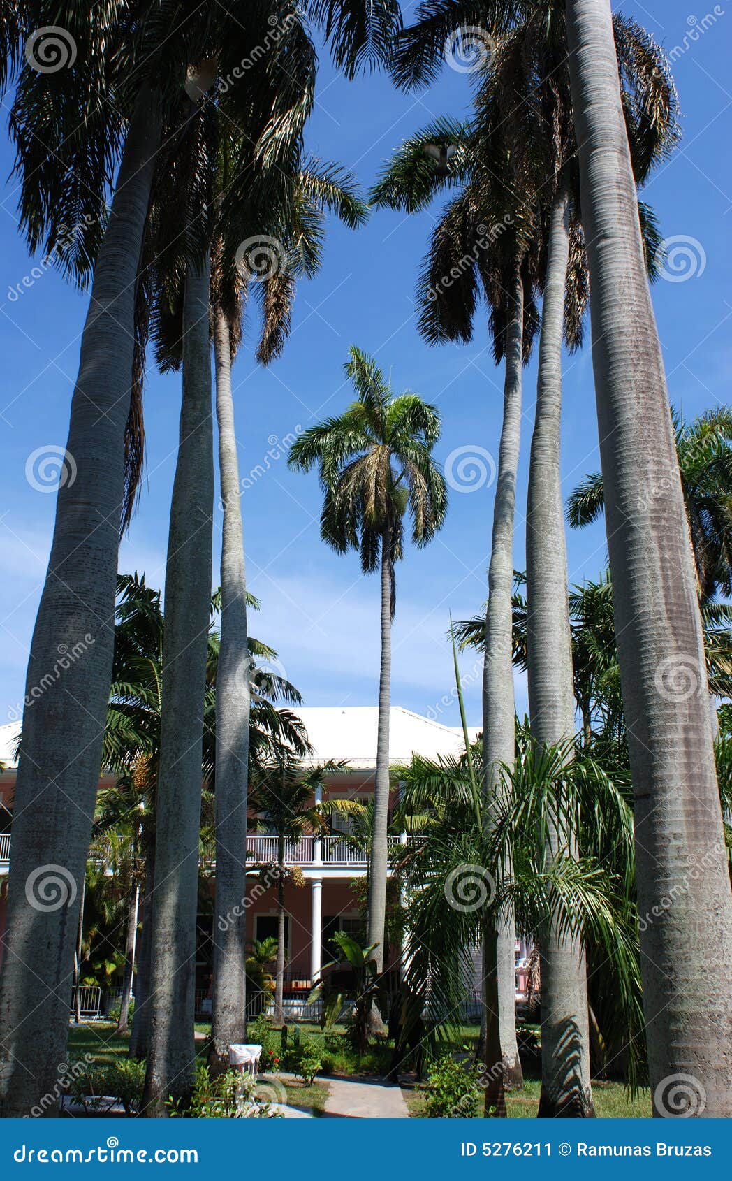 The Palm Avenue stock image. Image of town, nature, capital 5276211