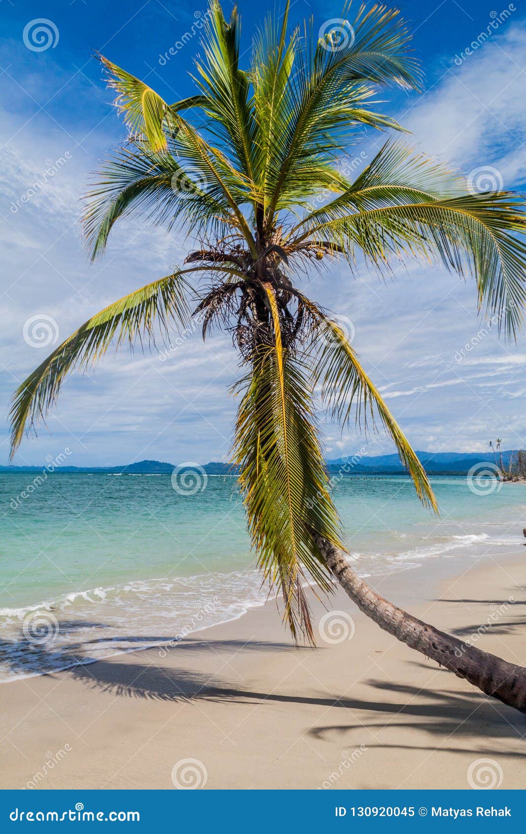 Palm on a Beach in Cahuita National Park, Costa Ri Stock Image - Image ...