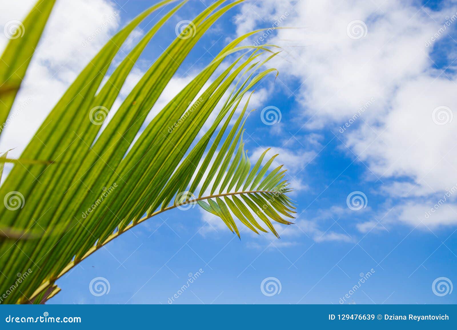 Palm Branch Against the Sky. Green Palm Leaf on Blue Stock Image