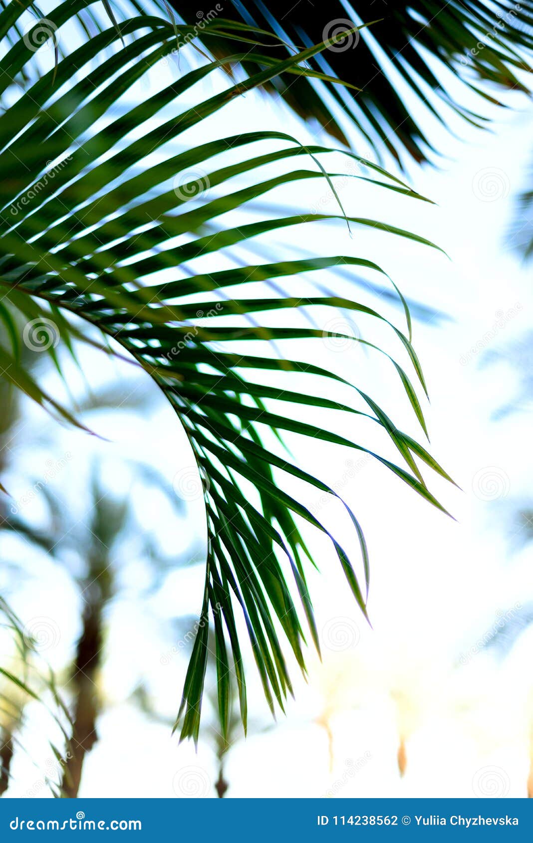 palm trees image with copy space palm trees image with copy space