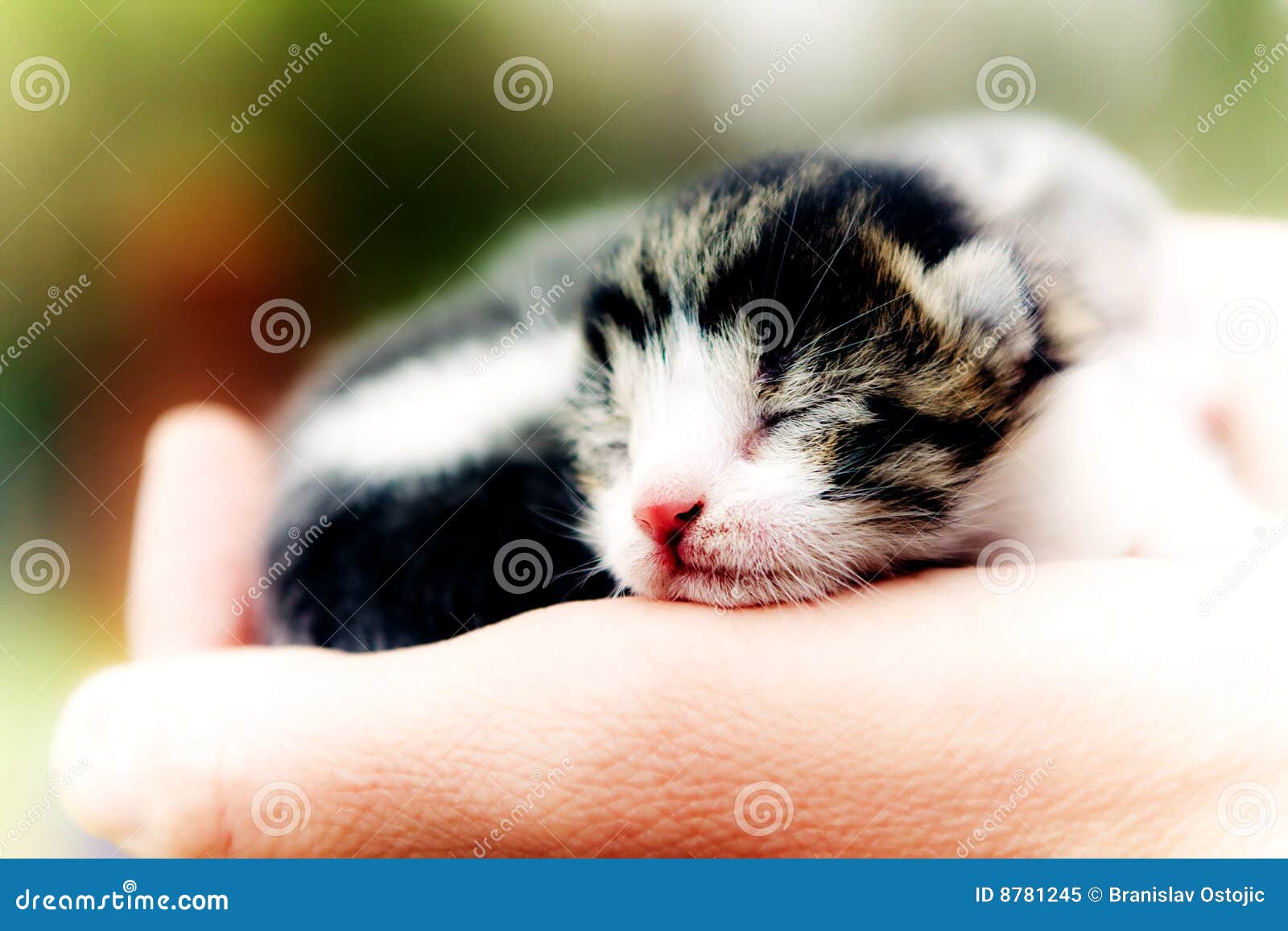Palm cat stock image. Image of white, outdoor, life, love 8781245