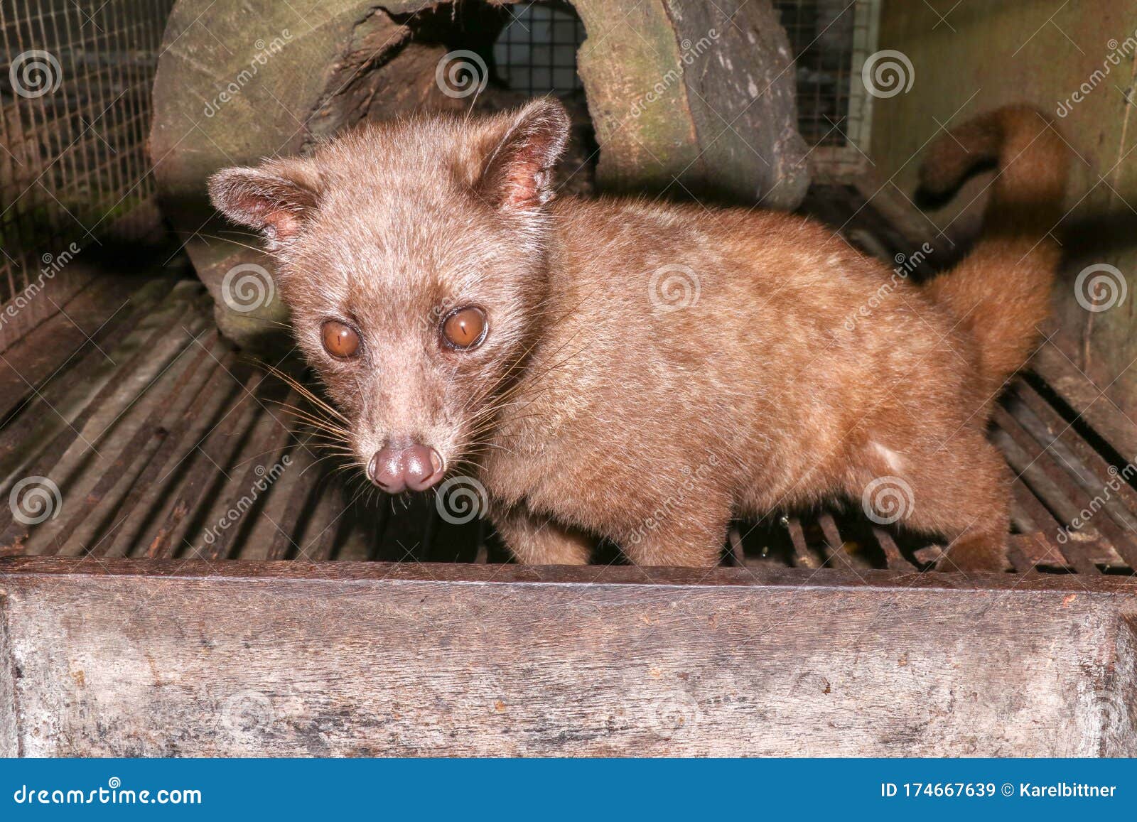 Palm Civet Eats Ripe Robusta Coffee Berries. Portrait of Nocturnal Animals  Small-toothed Palm Civet Arctogalidia Trivirgata in Stock Image - Image of  gourmet, closeup: 174667639