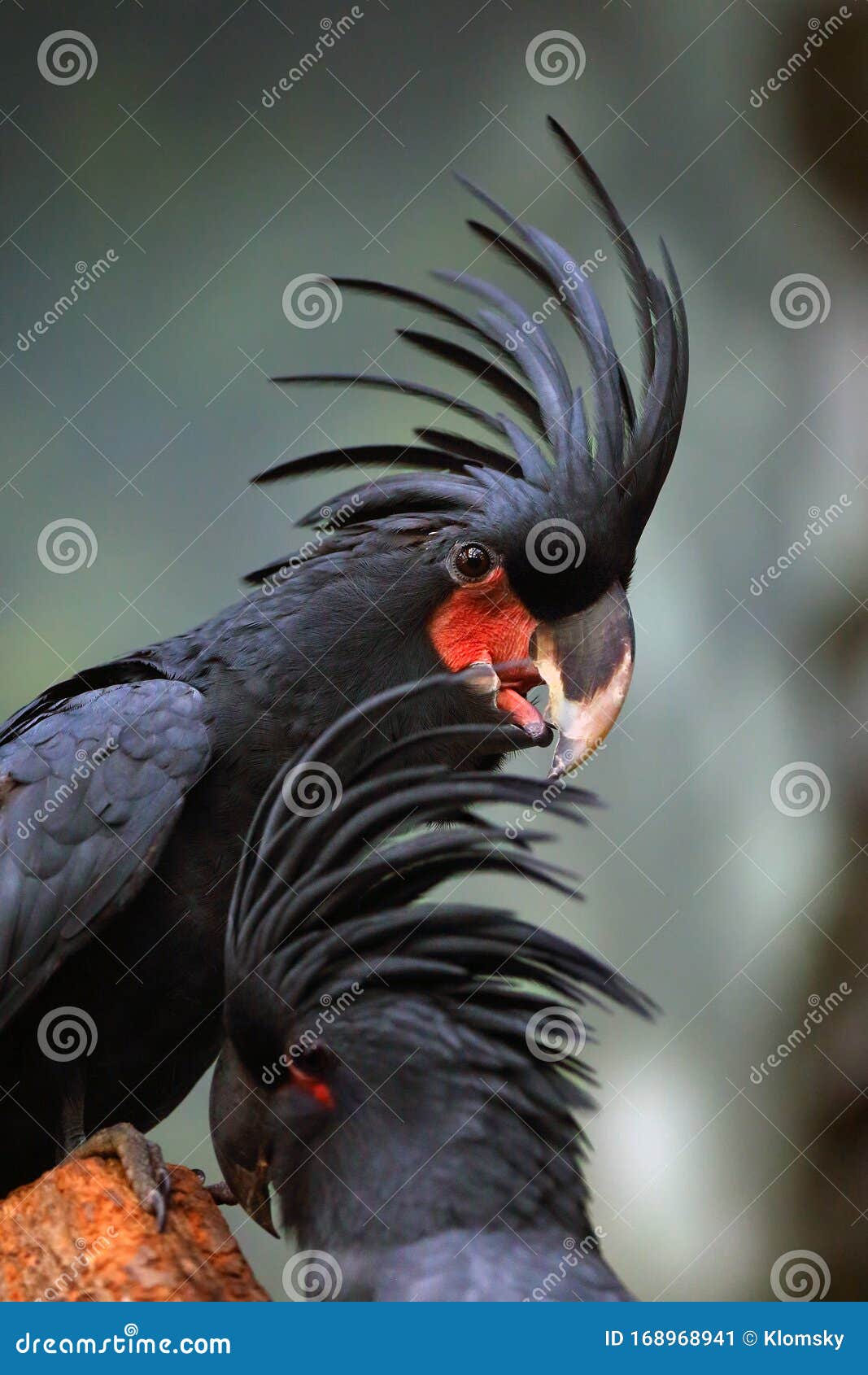 goliath palm cockatoo price goliath palm cockatoo price