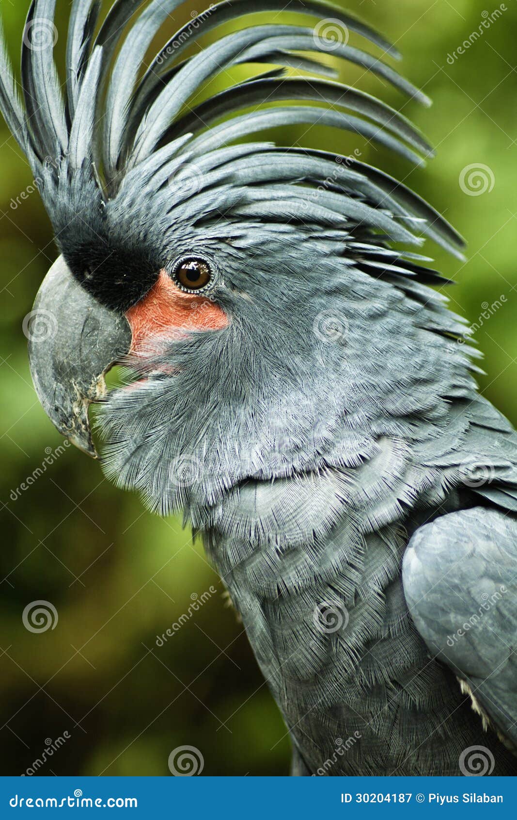 palm cockatoo