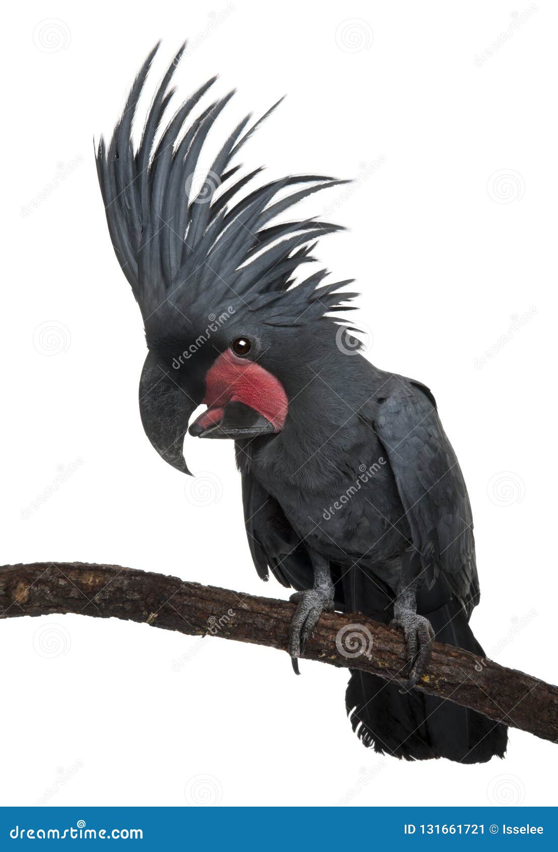 goliath palm cockatoo price goliath palm cockatoo price