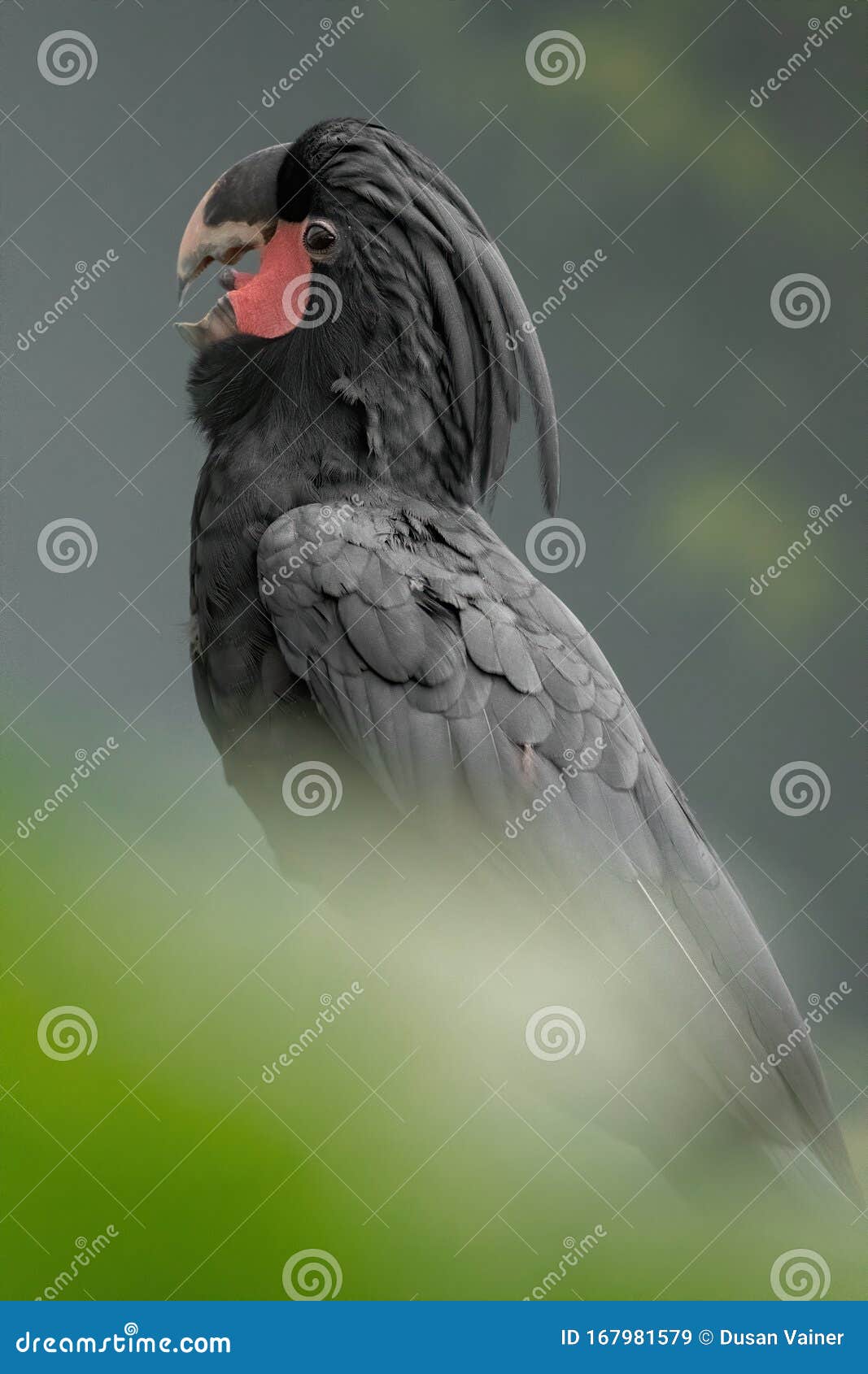 red palm cockatoo red palm cockatoo