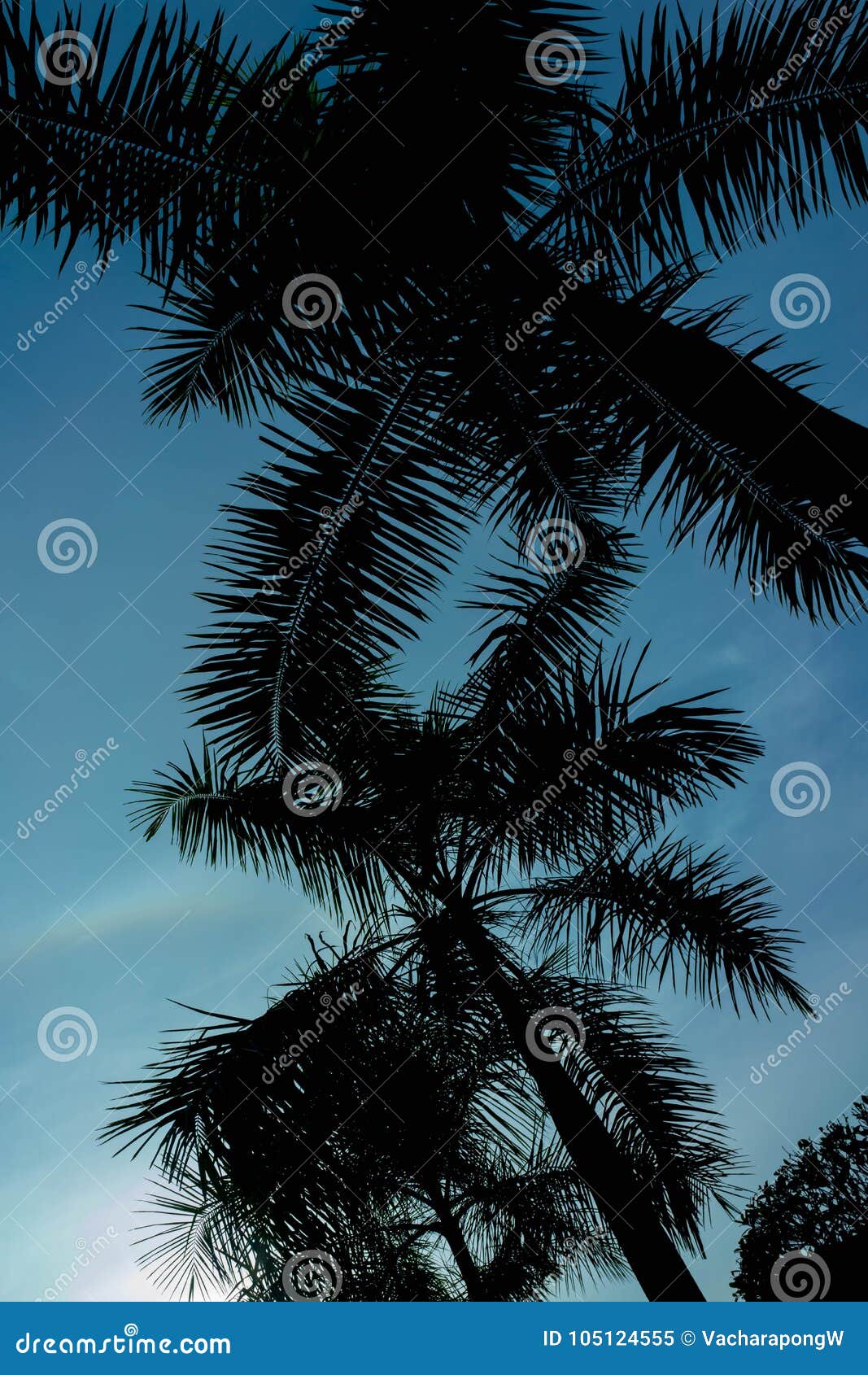 Dawn time ,palm coconut tree in sihouette against the blue sky