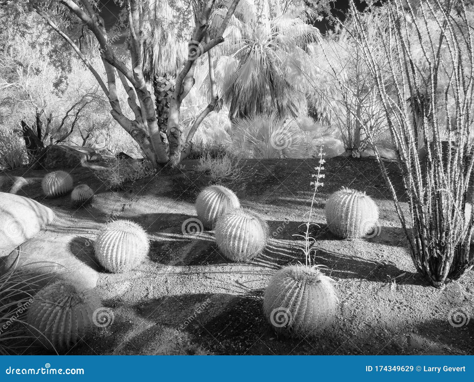 palm desert garden park scene, infrared