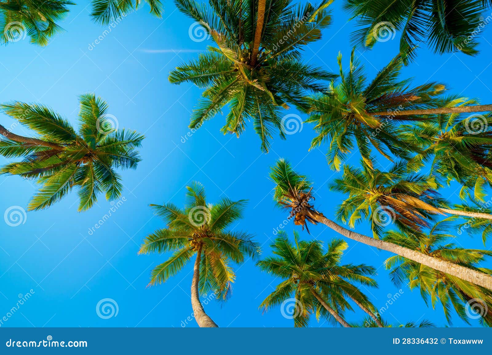 Palm forest stock photo. Image of nature, light, island - 28336432