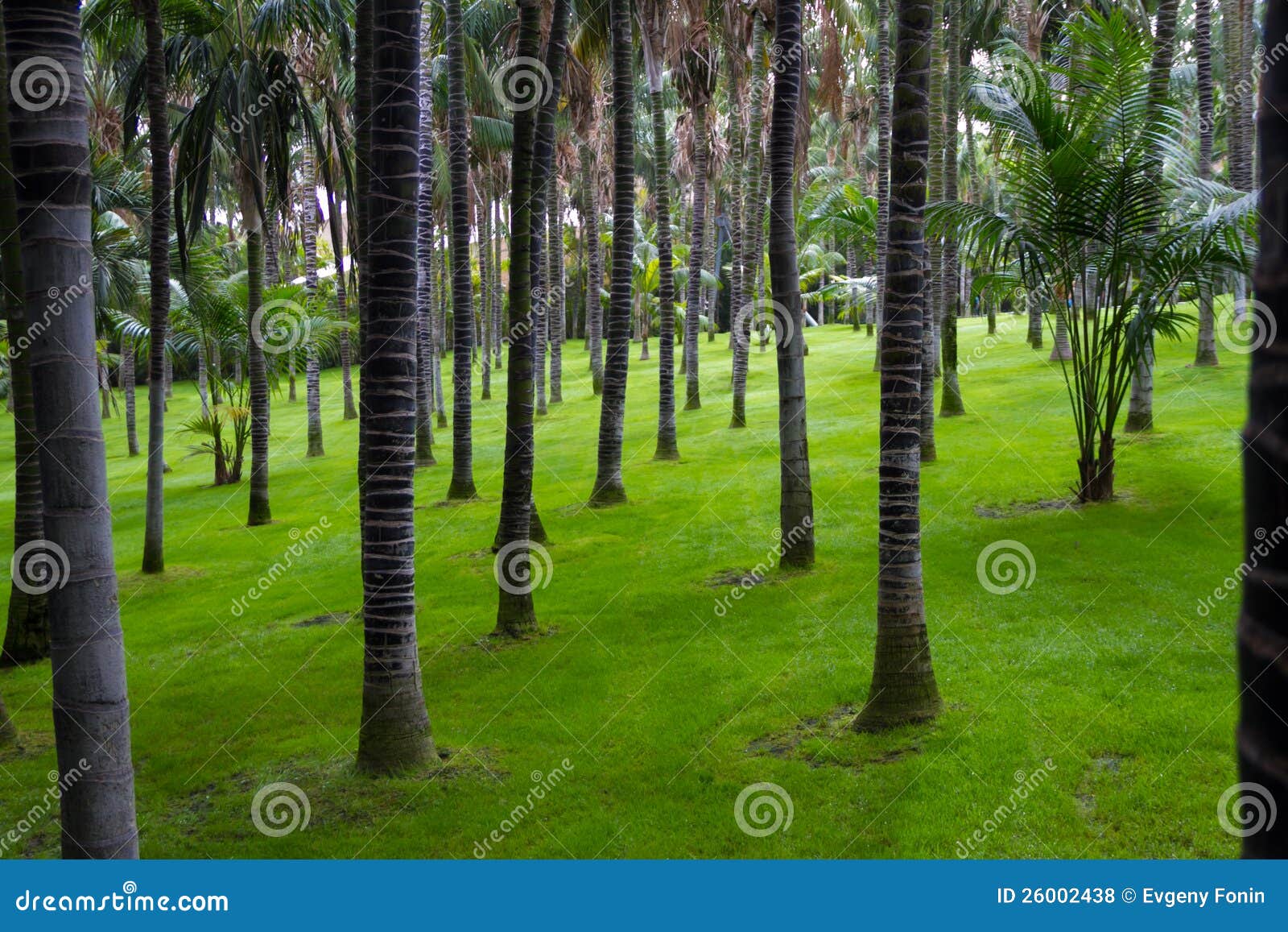 palm forest in loro park