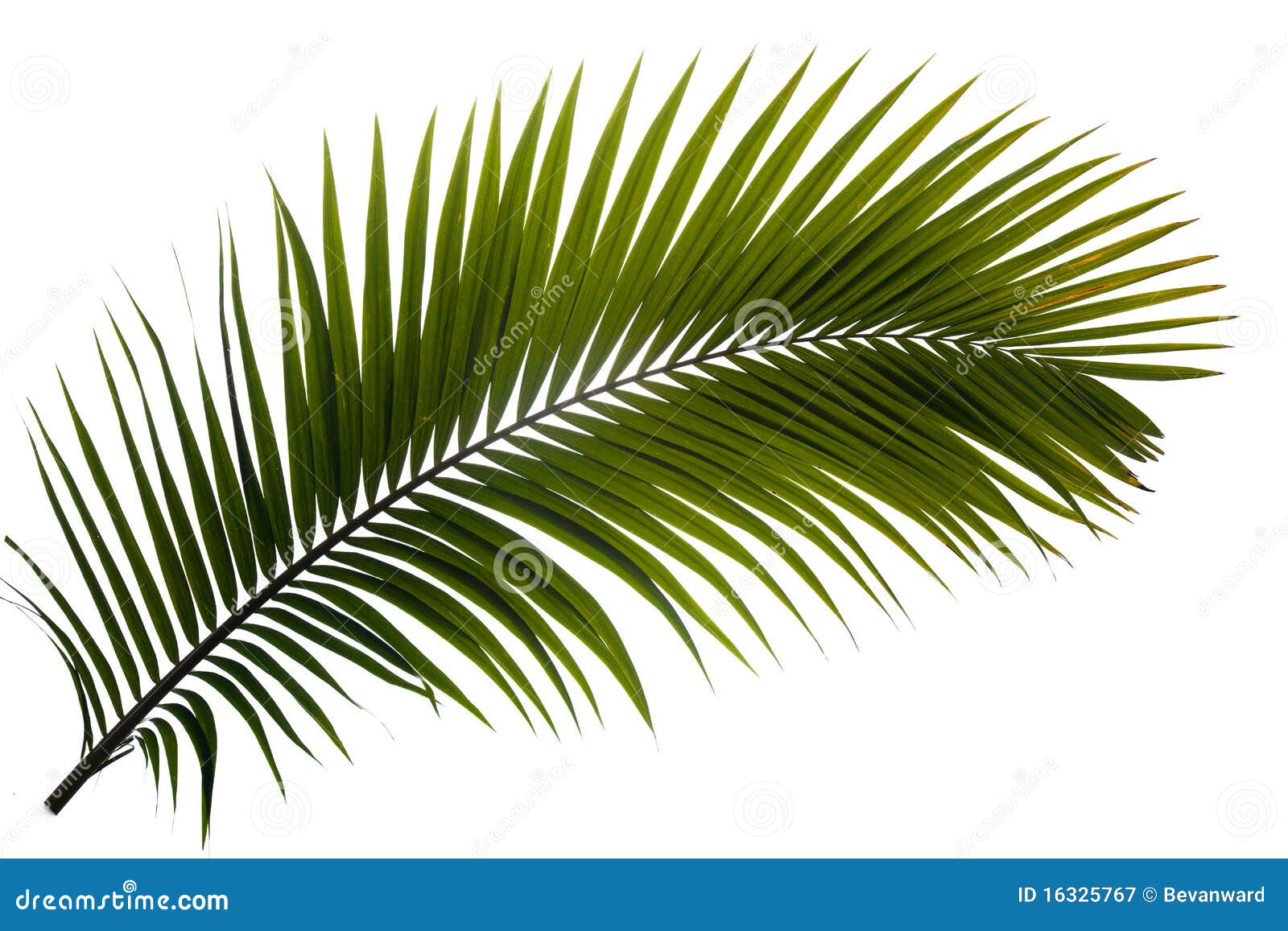 Palm Frond Royalty Free Stock Photography  Image: 16325767