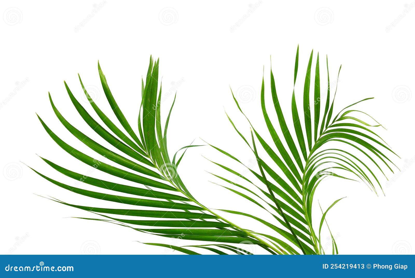 Palm Fronds stock image. Image of leaves, tropical, rain 254219413