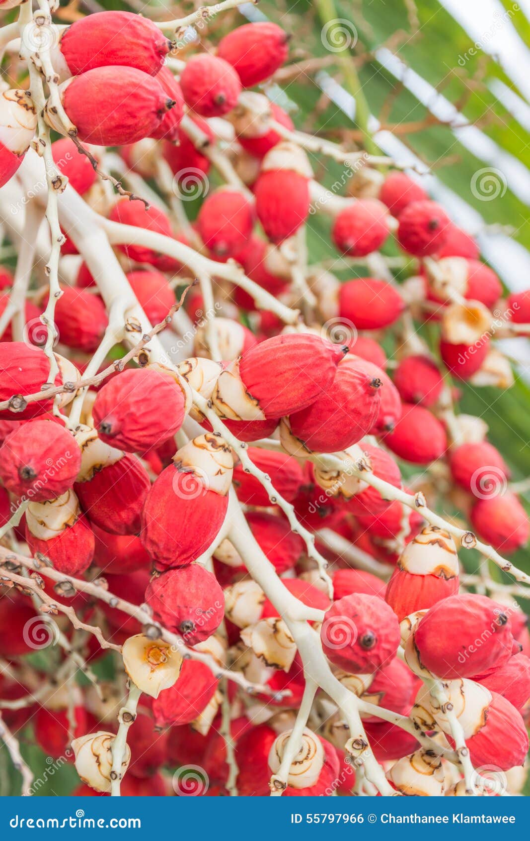 Palm fruit stock photo. Image of leaf, branch, brown - 55797966