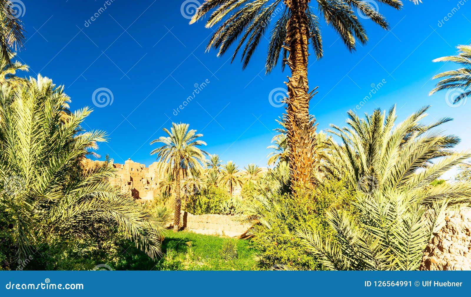 palm garden of kasbah caids next to tamnougalt in draa valley -