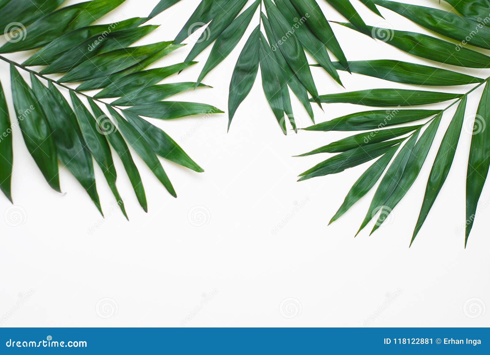 palm green leaves tropical exotic tree isoalted on white background. holliday patern template