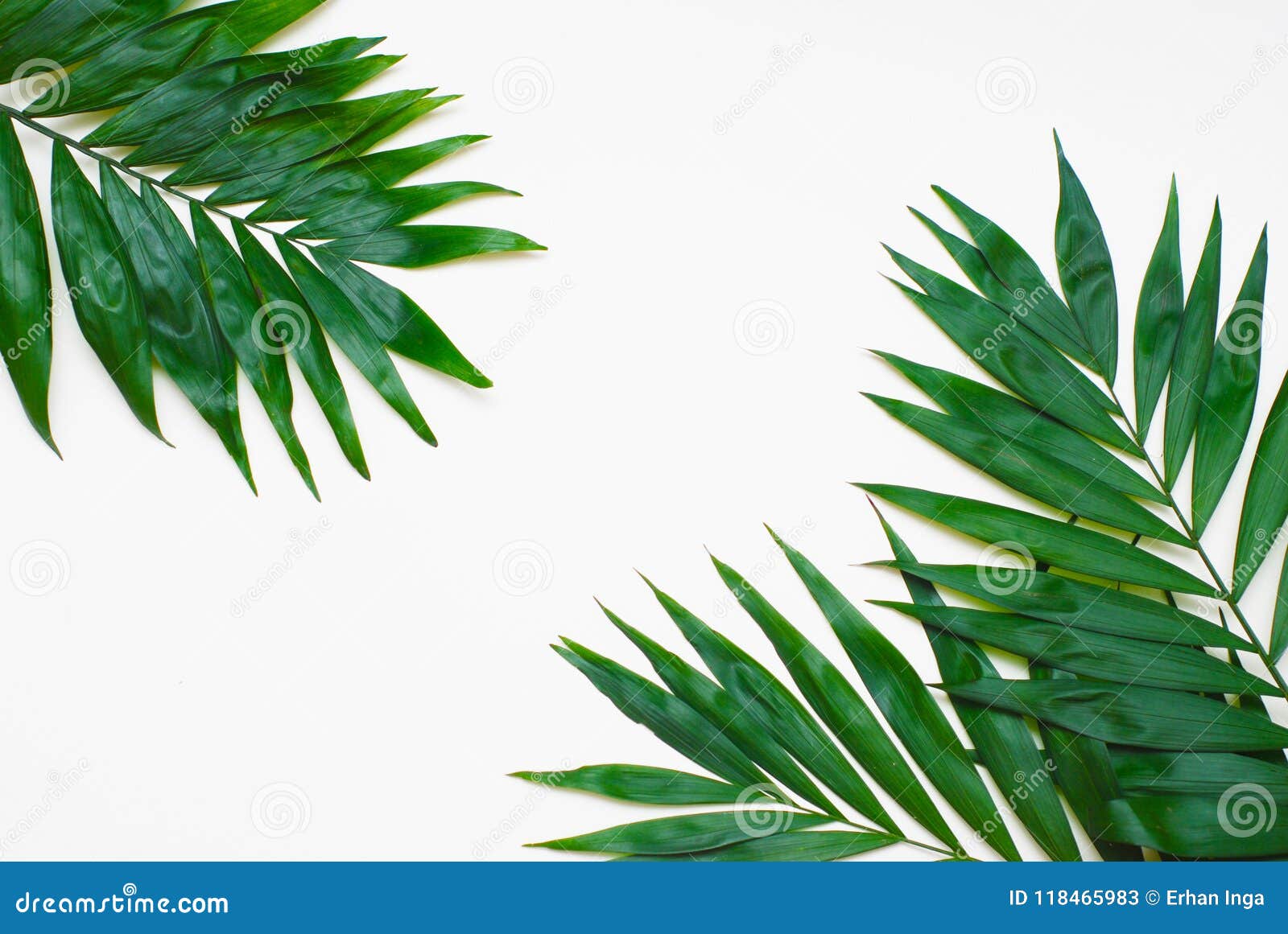 palm green leaves tropical exotic tree isoalted on white background. holliday patern template