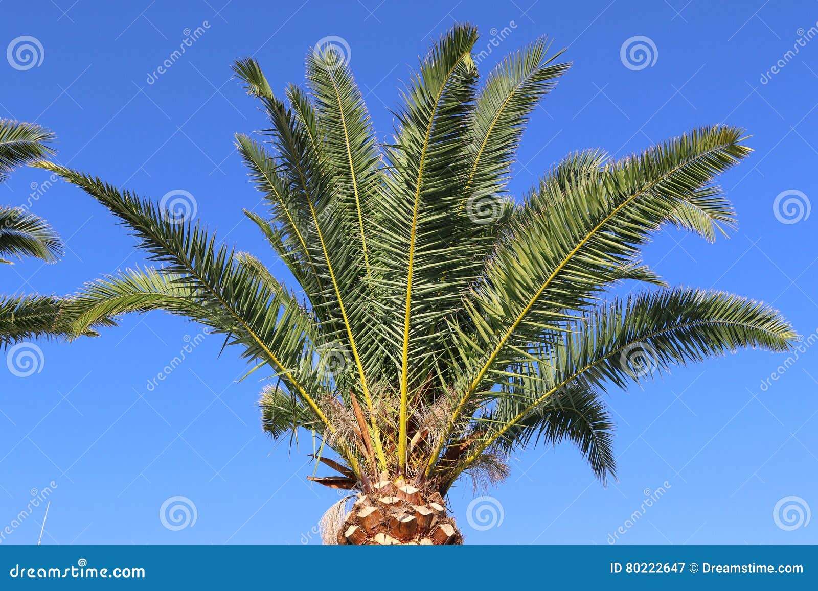 Palm stock image. Image of background, green, greenery 80222647