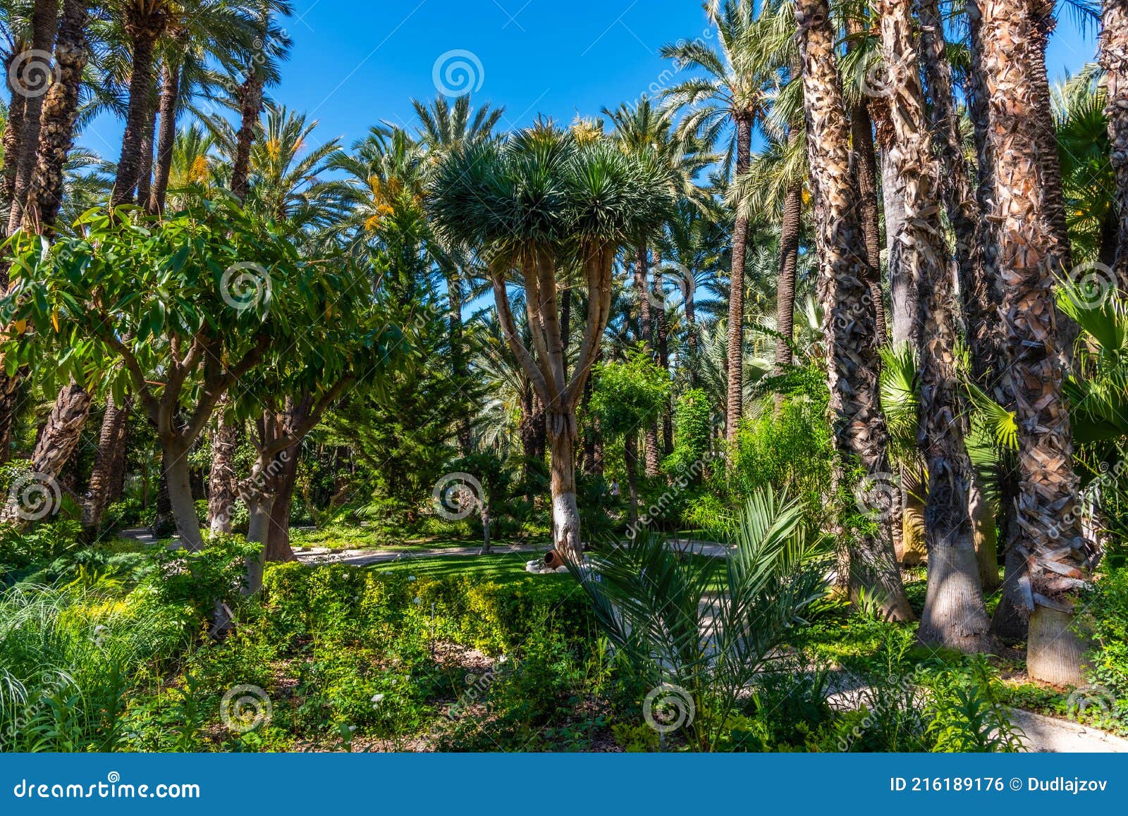 palm groves at huerto del cura garden in elche