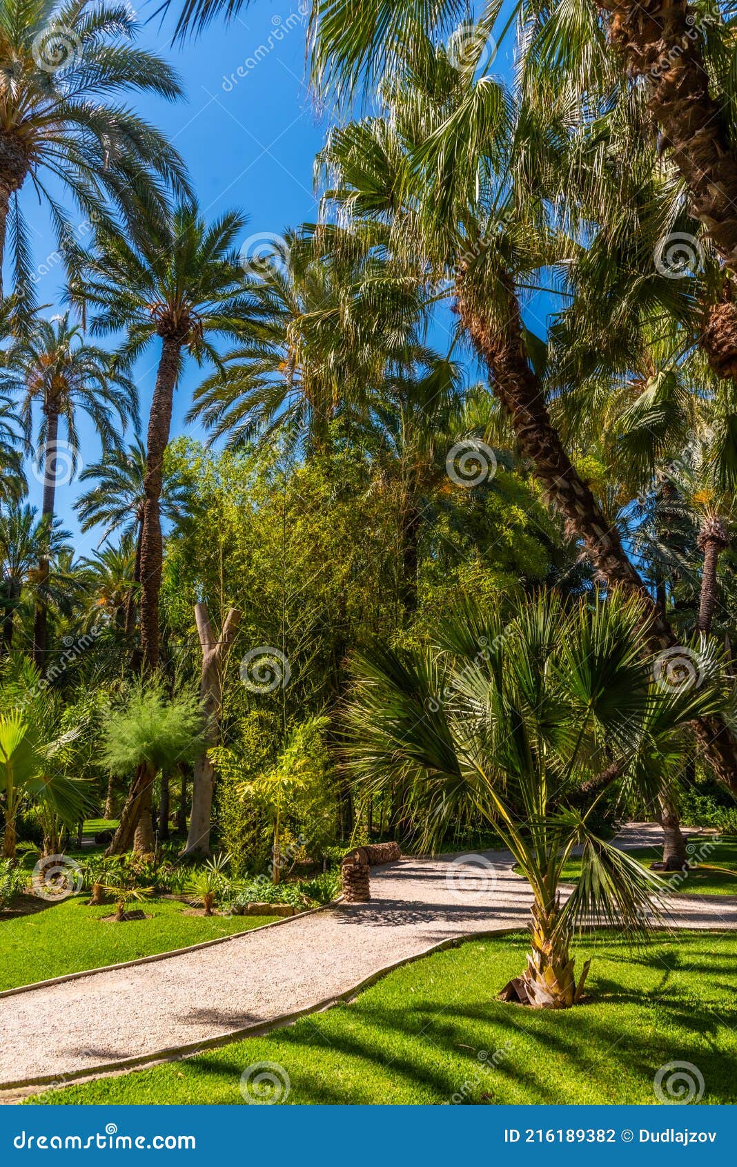 palm groves at huerto del cura garden in elche