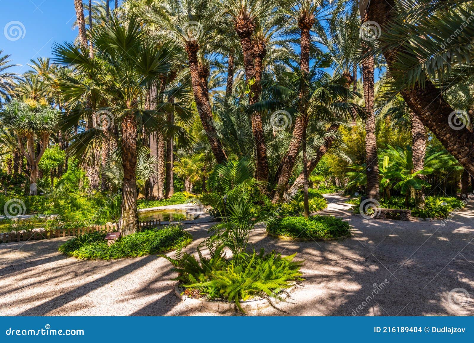 palm groves at huerto del cura garden in elche